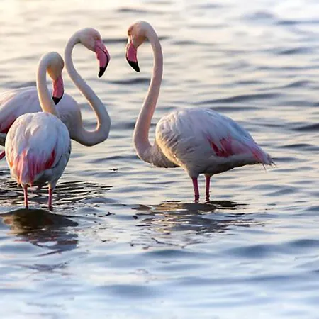 Casa Tartaruga Апартаменты